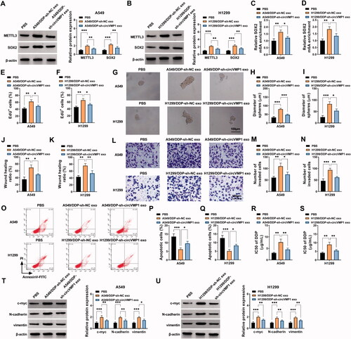 Figure 7. Exosome-mediated transfer of circVMP1 disseminates the chemo-resistance. (A–U) A549 and H1299 cells were incubated with exosomes derived from A549/DDP or H1299/DDP cells transfected with sh-NC or sh-circVMP1. (A and B) The protein expression of METTL3 and SOX2 was determined in recipient cells by Western blot assay. (C and D) MeRIP-qPCR assay was conducted to analyze the m6A modification level of SOX2. (E and F) EdU assay was conducted to assess the proliferation ability of NSCLC cells. (G-I) Sphere formation assay was performed to analyze the sphere formation efficiency of NSCLC cells. (J and K) Wound healing assay was carried out to analyze the migration ability of NSCLC cells. (L–N) Transwell assay was performed to assess the invasion capacity of NSCLC cells. (O–Q) Flow cytometry was conducted to analyze the apoptosis of NSCLC cells. (R and S) The DDP resistance of NSCLC cells was analyzed by CCK8 assay. (T and U) Western blot assay was employed to measure the protein levels of c-myc, N-cadherin, and vimentin in NSCLC cells. *p < .05, **p < .01, ***p < .001.