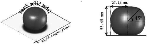 Figure 3 Solid model of peach and its dimensions.
