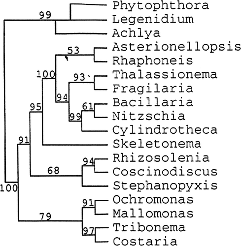 Fig. 7. Secondary structure tree reproduced from Medlin et al. (Citation1993). Tree made by L. K. Medlin.