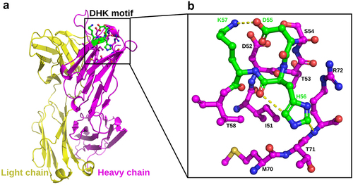 Figure 10. The crystal structure of mAb-a Fab (PDB:8JBJ). (A) Overall structure of mAb-a Fab region, with the heavy chain in magenta and the light chain in yellow. The DHK motif, located in the HCDR2 is highlighted in green. (B) a detailed view of the DHK motif and its surrounding residues. All residues are depicted in stick form, and hydrogen bonds are indicated by yellow dash lines.