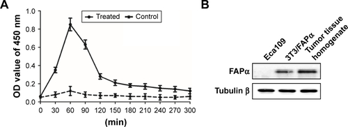 Figure S3 Elisa and Western blot results of detection of FAPα enzyme in vivo.Notes: (A) Synthetic nanoprobe (100 μL in PBS, 100 nM by peptide) was injected into Eca109 tumor-bearing mice (treated group) or healthy mice (control group) via tail vein. Figure shows changes in reporters’ concentration in the urine of two groups of animals within 300 min. (B) Western blotting analysis of FAPα expression in Eca109 cells, 3T3/FAPα cells and tumor tissue homogenate from xenograft tumor mice models.Abbreviation: FAPα, fibroblast activation protein α.