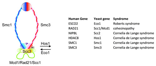 Figure 1. The cohesin ring is composed of 4 subunits, Smc1 (blue), Smc3 (red), Scc3 (yellow), and Mcd1/Rad21/Scc1 (green). The ring is loaded onto DNA by the Scc2/NIPBL-Scc4 complex (not depicted). The region of Smc3 in contact with Mcd1 is acetylated (ac) by Eco1 and deacetylated by Hos1. The table shows the genes mutated in various cohesinopathies. Modified from reference Citation39.