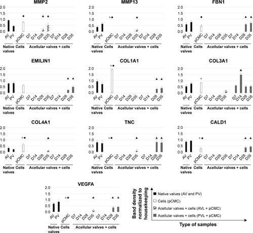 Figure S1 Data from one-step RT-PCR analysis were analyzed using ImageLab software.Notes: The quantification of amplicon density band was measured for each target gene considering three independent experiments performed in triplicate. Expression levels were reported as ratio within target and housekeeping (GAPDH) gene expression level. Statistical significance was calculated by the Wilcoxon test comparing the expression profile of 1) pCMC grown on polystyrene dishes and control native valves (AV, *P≤0.05) and (PV, ●P≤0.05), or 2) pCMC cultured on valve leaflets against samples cultured for 7 days (D7) (▲P≤0.05).Abbreviations: RT-PCR, reverse transcription–polymerase chain reaction; GAPDH, glyceraldehyde 3-phosphate dehydrogenase; pCMC, porcine circulating multipotent cells; MMP, matrix metalloproteinase; FBN1, fibrillin; EMILIN1, emilin 1; COL1A1, alpha-1 type I collagen; COL3A1, alpha-1 type III collagen; COL4A1, alpha-1 type IV collagen; TNC, tenascin C; CALD1, caldesmon 1; VEGFA, vascular endothelial growth factor A.