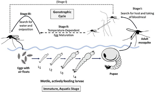 Figure 1. Anopheles mosquito lifecycle. Immature mosquitoes pass through aquatic egg, larvae, and pupae stages, with the actively feeding larvae divided into four instar stages. Adult female mosquitoes pass through the gonotrophic cycle, by which blood meals nourish the development of new eggs.