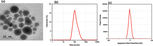Figure 1. Characterization of nanocomposites (a) TEM image of chitosan rutin-aucubin (b) size distribution spectrum of chitosan rutin-aucubin (c) Zeta potential of chitosan rutin-aucubin.