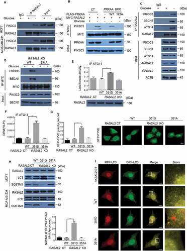 Figure 5. S351 phosphorylates RASAL2 binding with PIK3C3 complex and facilitates PIK3C3 activity and formation of basal autophagy. (A) MCF7 or MDA-MB-231 cells were incubated with/without glucose starvation medium for 4 h. Immunoprecipitation of endogenous RASAL2 were performed. (B) MCF7 with or without PRKAA DKO and reconstituted expression of FLAG-PRKAA1 (WT or T172A) were transfected with MYC-RASAL2 and cultured in the presence or absence of glucose-deprived medium for 4 h, then immunoprecipitation of MYC-RASAL2 were performed. (C) MCF7 cells were incubated with/without glucose starvation medium. Immunoprecipitation of endogenous RASAL2 were performed. (D) RASAL2-KO MCF7 cells transfected with MYC-RASAL2 (WT or S351A) were incubated with/without glucose-deprived medium for 4 h. Cell lysate were used for immunoprecipitation by using anti-MYC beads. (E – I) RASAL2-CT andRASAL2-KO MCF7 cells stably expressing MYC-RASAL2 (WT, S351D, S351A). (E) The PIK3C3 complex were immunoprecipitated and PIK3C3 lipid kinase activity were measured with the Class III PtdIns3P ELISA Kit and the PtdIns3P level were normalized to the amount of ATG14 used in the assay; or (F) the PIK3C3 complex were immunoprecipitated and incubated with 3H-PtdIns. Results were reported as means ± SEM of three replicates. **p < 0.01, N.S., not significant. (G) GFP signals were observed in these cells transfected with GFP-FYVE plasmid and the statistics of GFP-positive puncta per cell were calculated. Scale bars, 10 μm. Data represent the mean ± SEM. n = 50. **p < 0.01, N.S., not significant. (H) Lysates from these cells were used for immunoprecipitation and immunoblotting with the antibodies as indicated. (I) GFP-RFP-LC3 plasmids were transfected in these cells and monitored using fluorescence microscope and RFP-positive and GFP-negative LC3-labeled autolysosomes were qualified. White boxed regions in the panels are enlarged. Scale bars, 10 μm. Representative images of RFP-positive and GFP-negative LC3-labeled autolysosomes are shown. Data represent the mean ± SEM, n = 50. **p < 0.01, N.S., not significant