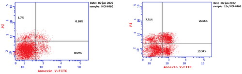 Figure 6. Effect of compound 13c (right panel) and DMSO (left panel) on the proportion of annexin V-FITC-positive staining in NCI-H460 cells during an apoptosis experiment. The four quarters were designated as LL for viable, LR for early apoptosis, UR for late apoptosis, and UL for necrotic.