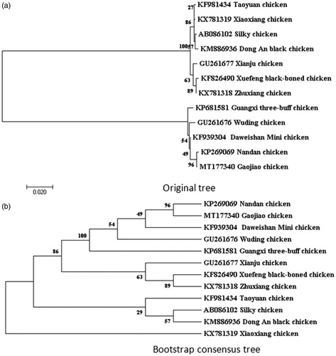 Figure 1. Based on D-loop sequence to construct phylogenetic tree; (a) Original tree and (b) bootstrap consensus tree in 12 chicken breeds. The mitochondrial DNA sequences of are downloaded from GenBank and the phylogenetic tree is constructed using a maximum-likelihood method on MEGA 7.0. The gene’s accession number for tree construction is listed as follow, Zhuxiang chicken (KX781318); Xiaoxiang chicken (KX781319); Taoyuan chicken (KF981434); Xuefeng black-boned chicken (KF826490); Dong An black chicken (KM886936); Wuding chicken (GU261676); Daweishan Mini chicken (KF939304); Guangxi three-buff chicken (KP681581); Xianju chicken (GU261677); Nandan chicken (KP269069); Silky chicken (AB086102).