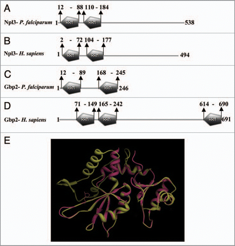 Figure 1 Schematic diagram showing the domain organization of Npl3 homologues (A and B) and Gbp2 homologues (C and D) of Plasmodium falciparum and Homo sapiens. The protein names and species are written on the left hand side in each panel. The domain analysis was done using Scan Prosite at (expasy.org). (E) Superimposed image of the computer based structure model of the RR M domain of Plasmodium falciparum Gbp2 (shown in pink) on the RR M domain of Fir (2qfj) as a parent template (shown in yellow).