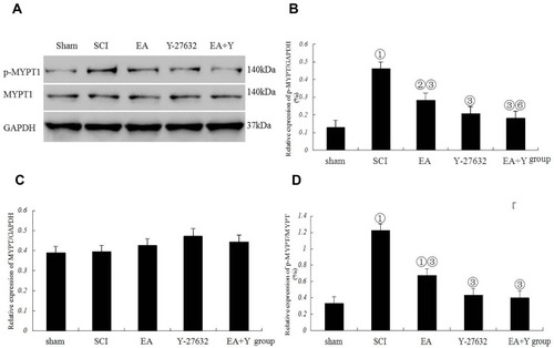Figure 6 Myosin phosphatase target subunit 1 (MYPT1) activation following SCI. (A) Western blotting bands for phosphorylated MYPT1 (p-MYPT1), MYPT1, and GAPDH expression. Compiled results in a bar graph for the ratio (B) of p-MYPT1/GAPDH expression. (C) of MYPT1/GAPDH expression. (D) of p-MYPT1/MYPT1. ① p<0.01, ② P<0.05 versus sham. ③ P<0.01, ⑥ P<0.05 versus EA. Data are shown as the mean±standard error of the mean (1-way analysis of variance and Student-Newman-Keuls post hoc test, n=4 rats/group). sham: sham operation.