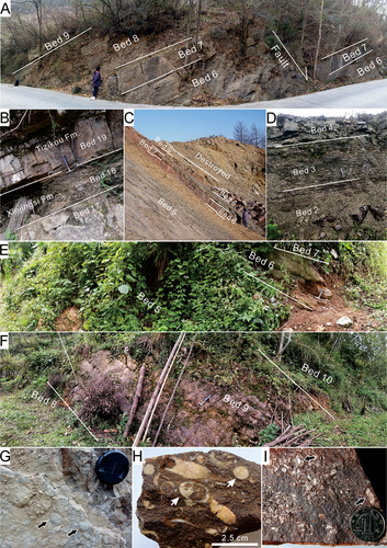 Figure 2. Outcrops of the Xiejingsi Formation in Changyang County, Hubei Province, China. A, Part outcrop of the Linxiangxi section. A small normal fault can be observed in the middle part of the section; B, Boundary between the Xiejingsi Formation and the overlying Tizikou Formation at the Linxiangxi section; C, D, Part outcrops of the Shaozhuya section. Beds 2, 6 and 8 are oolitic hematite layers (respectively Feiii1, Feiii2, Feiii3). Horizons above Bed 9 are destroyed; E, F, Part outcrops of the Sanchuanling section. Bed 9 is oolitic hematite layer (Feiv); G, Close view of Bed 1 of the Linxiangxi section; H, I, Close views of Beds 1 and 8 of the Shaozhuya section respectively showing numerous corals and brachiopods. Note that outcrop of the Yazikou section is not shown here as many horizons are covered by vegetation. Black and white arrows indicate coral and brachiopod respectively. People in A and C are ca. 1.65 m tall. Hummers in B, D-F are 30 cm long. Camera cover in G is ca. 3 cm wide. Coin in I is 2.5 cm wide.