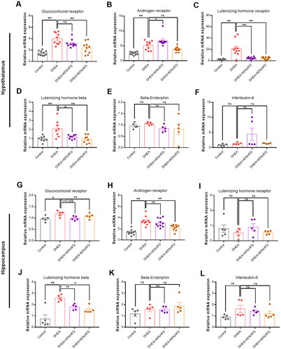Figure 5. Effect of high-fat diet on mRNA levels in DHEA-induced PCOS rats. (A–F) The mRNA levels of glucocorticoid receptor, androgen receptor, LH receptor, LHβ, β-endorphin, and interleukin-6 in hypothalamus. (G–L) The mRNA levels of glucocorticoid receptor, androgen receptor, LH receptor, LHβ, β-endorphin, and interleukin-6 in hippocampus. *p < 0.05, **p < 0.01, compared as indicated. ns: not statistically significant.
