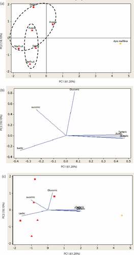 Figure 5. Score plot for PC1 versus PC2 (a); loading plot for PC1 versus PC2 (b); biplot for PC1 versus PC2 (c). = Heterotrigona itama (HI); = Geniotrigona thoracica (HT); = Apis mellifera.