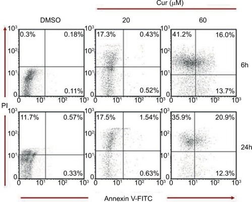 Figure 3 Apoptosis assay: effects of 20 and 60 μM curcumin on T-47D cells.