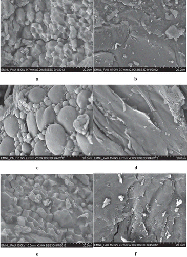FIGURE 1 Effect of modification on the morphology of cereal flours (a: native rice flour, b: modified rice flour; c: native wheat flour, d: modified wheat flour; e: native flour, in combination, f: modified flour, in combination).