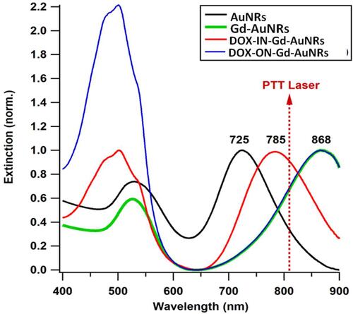 Figure 5 Normalized UV−Vis extinction spectra of AuNRs, Gd-AuNRs, DOXI N-Gd-AuNRs and DOX ON-Gd-AuNRs.
