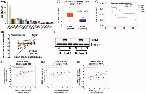 Figure 4. EGR4 expression in human cholangiocarcinoma patients. (A) EGR4 expression in 17 types of cancers compared to their counterpart normal tissue samples from TCGA database. (B) EGR4 expression in human cholangiocarcinoma samples compared to normal samples in the TCGA database. (C) Kaplan-Meier analysis (log-rank test) of overall survival of human cholangiocarcinoma samples from TCGA database based on the expression of EGR4. Highly expressed mRNA (D) and Protein (E) in human cholangiocarcinoma were validated in an independent cohort. (F)–(H) Correlation analyses between EGR4 and several growth factors, NFKB1 (F), EGFR (G), and PIK3CA (H) which are implicated in cholangiocarcinoma carcinogenesis in the TCGA database. *p < .05 and **p < .01 indicate a significant difference between normal tissue and tumour tissue. NS indicate no significant.