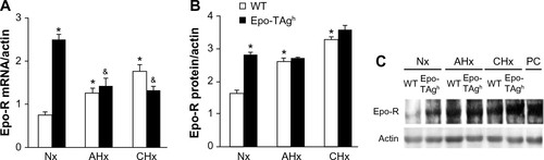 Figure 4 Effect of Epo deficiency on Epo-R expression in cerebral cortex.