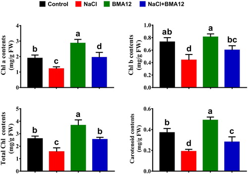 Figure 1. Effect of Bacillus megaterium strain A12 (BMA12) and salinity stress on chlorophyll and carotenoids contents of tomato plants. Results provided here are mean values of two independent experiments. Vertical bard represents standard error. Small letters represent level of significance among different treatments as governed by ANOVA and DNMRT at = p ≥ 0.05.