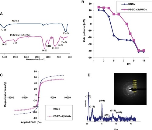 Figure 2 (A) FT-IR spectra of MNGs and PEG/Ca(II)/MNGs. (B) Zeta potential of MNGs and PEG/Ca(II)/MNGs. (C) Hysteresis loops of MNGs and PEG/Ca(II)/MNGs. In the inset: photograph of an aqueous PEG/Ca(II)/MNGs in a vial without/with magnetic field. (D) XRD pattern of bare MNGs. In the inset: SAED pattern of MNGs.