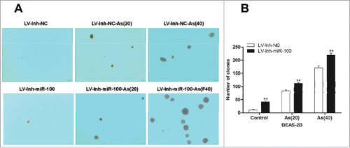 Figure 2. Inactivation of miR-100 combined with arsenic treatment promotes anchorage- independent growth of BEAS-2B cells. Left panel: The soft agar colony formation assay shows that inhibition of miR-100 promotes anchorage-independent growth of BEAS-2B cells. Right panel: Quantitative analysis of the agar colony formation. **p < 0.01.
