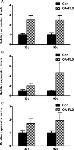 Fig. 2. The expressions of fatty acid synthesis gene products, including (A) SREBP1-c, (B) FAS, and (C) ACC, showed an up-regulation tendency after the OA diet and was analyzed by qRT-PCR. β-Actin served as the loading control.