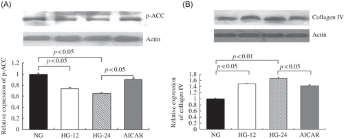 Figure 3.  High-glucose treatment decreased p-ACC levels and AMPK activation ameliorated high-glucose-induced collagen IV expression.(A) p-ACC protein levels were detected by Western blot. When compared with cells in normal glucose, p-ACC expression decreased by 26% after treatment with high glucose for 12 h and 35% for 24 h (p < 0.05). When compared with cells treated with high glucose for 24 h, AICAR treatment elevated p-ACC protein levels by 38% (p < 0.05). (B) Collagen IV was detected by Western blot. High glucose respectively resulted in 48% and 67% increase of collagen IV levels after treatment with high glucose for 12 h or 24 h (p < 0.05). However, AICAR treatment decreased collagen IV contents by 15%, compared with that after high glucose only for 24 h (p < 0.05). Values are given as means ± SD and p < 0.05 is considered statistically significant.