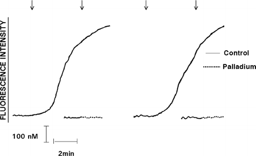 FIG. 3 Effect of exposure to Pd 2 + (25 μ M) on the Ca2 +-mobilizing interactions of pneumolysin with neutrophils is shown as the fura-2 fluorescence traces of 2 representative experiments (5 in the series). The responses of the cells exposed to untreated, or to Pd2 +-treated pneumolysin (added as denoted by the arrow ↓) are shown on the left and right sides of each pair of traces, respectively.
