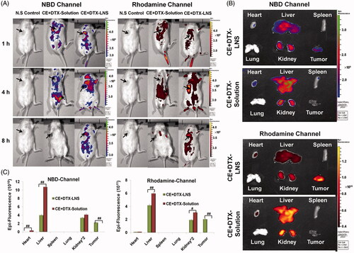 Figure 5. The biodistribution of CE + DTX-LNS by live imaging system in vivo and ex vivo. (A) Fluorescence images of B16 tumor bearing mice at different time intervals after intravenous administration of CE + DTX-LNS (n = 3). Mice administered with NBD-CE and Rho-DTX dual labeled CE + DTX-solution (NBD-CE and Rho-DTX dissolved in DMSO and diluted with PBS) and N.S were served as control. (B) Ex vivo fluorescence images of tissues and tumor after intravenous administration of CE + DTX-LNS and CE + DTX-solution. (C) Quantitative analysis for the ex vivo tissues and tumor (n = 3). # p < 0.05, ## p < 0.01.