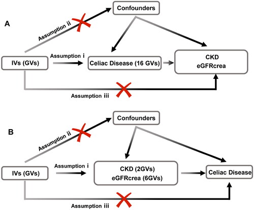 Figure 1. Flowchart of the bidirectional two-sample Mendelian randomization study. The design hypotheses are that the genetic variants are associated with celiac disease traits, but not with confounders, and the genetic variants are associated with the risk of CKD and the eGFRcrea only through celiac disease traits. Similar hypotheses are applicable for the reverse MR analysis.Assumption i: IVs are significantly associated with celiac disease at a genome-wide level; assumption ii: IVs must remain independent of any confounders; assumption iii: IVs solely influence CKD and eGFRcrea through celiac disease.GV, genetic variants; CKD, chronic kidney disease; eGFRcrea, estimated glomerular filtration rate levels based on serum creatinine; IV, instrumental variables.
