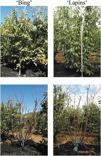 Figure 2. Sweet cherry ‘Bing’ and ‘Lapins’ formed in KGB (above) before manual defoliation and (below) after manual defoliation. Pencahue, Chile