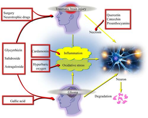 Figure 3 Selected common therapeutic approaches applied for both glioma and traumatic brain injury. An anticancer agent, gallic acid, could be of great toxic effects on glioma cells, and together exerts beneficial effects on recovery of traumatic brain injuries. Cardamonin (a chalcone) indicates effective anti-inflammatory and anti-carcinogenic activity in glioma. Hyperbaric oxygen (HBO) therapy is a recently developed method that has been extensively used as an adjunctive treatment for various diseases predominantly related to hypoxic conditions, and could be effective for treatment of both glioma and traumatic brain injury. Besides, several other kinds of drugs, like the glycyrrhizin, salidroside and astragaloside, could be used in both glioma and traumatic brain injury treatment due to the counteracting effect of common signaling pathways. Several flavonoids such as quercetin, catechins, and proanthocyanins also protect the glial cells from inflammation and oxidative stress, and could be potentially effective for treatment of these two diseases.