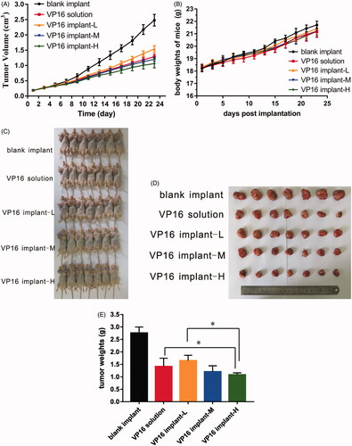 Figure 4. Antitumor efficacy of etoposide-loaded implants on A549 xenograft mouse model. (A) Tumor growth curve of the tumor-bearing mice after intraperitoneal administration of etoposide solution or implantation of different doses of etoposide-loaded implants. (B) The average body weight of mice during the treatment period. (C) Picture of the mice bearing A549 tumor on day 23 post implantation. (D) Picture of tumors dissected from mice on day 23 post-implantation. (E). The average tumor weight of each group (P value less than 0.05 was marked as *).