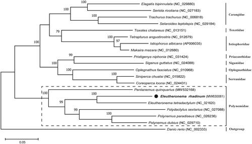 Figure 1. Phylogenetic analysis of Eleutheronema rhadinum and other fishes in Perciforms based on their complete mitochondrial genomes using maximum-likelihood (ML) method. The tree with the highest log likelihood (–159,095.88) is shown. Bootstrap support values (1000 replicates) are indicated at the nodes.