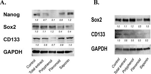 Figure 7. Bx-PC3 (A) and MIA PaCa-2 (B) were cultured for 72 h with C. europaea extracts. Protein levels of Nanog, Sox-2 and CD133 were determined by western blotting. GAPDH was used to demonstrate equal loading, and for purpose of quantifying the ratio of the band intensities.