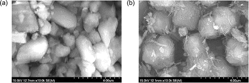 Figure 4. SEM images of (a) M-13X and (b) 13X.