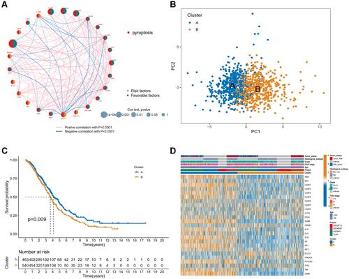 Figure 2 Identification of pyroptosis subtypes in ovarian cancer. (A) The interactions among PRGs in OV. The line connecting the PRGs represents the interaction between them. A blue line represents a negative correlation, while a pink line represents a positive correlation. (B) Principal component analysis showed that the two subtypes were different. (C) Kaplan–Meier curves of the OS between the two pyroptosis subtypes. (D) Comparison of the distribution of patients with different clinicopathological features between the two pyroptosis subtypes.