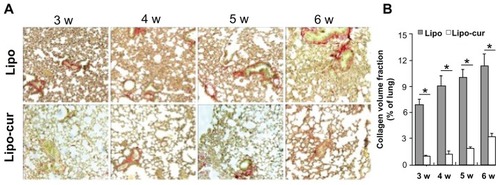 Figure 4 Lipo-cur inhibits radiation-inducing fibrosis in C57 mice. (A) Picric Acid-Sirius Red staining of lung tissue. Sections of the lung from radiated C57 mice at 3, 4, 5, and 6 weeks were analyzed for interstitial collagen content by Picric Acid-Sirius Red staining. Magnification: ×100. (B) Quantification of lung fibrosis by Sirius Red staining and subsequent semi-automated image analysis. Data are from two representative lung sections per animal from three different animals per group.Notes: Data are mean ± standard error of the mean; *denotes P < 0.01 between groups.Abbreviations: Lipo, empty liposome; Lipo-cur, liposomal curcumin; w, week.