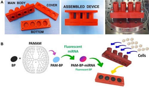 Figure 4 (A) 3D-printed multi-chamber device in its open and assembled configuration. (B) Procedure to obtain PAM-BP and assembling of the 3D-printed device.