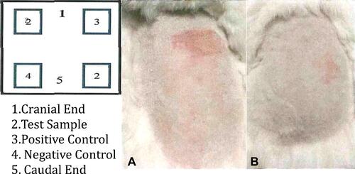 Figure 10 Application sites and irritation appearance at 24 (A), 48 (B) hours: it is observed that there is no irritation effect according to the positive control.