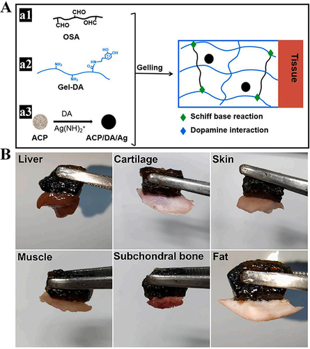 Figure 10 (A) Schematic diagram of OSA-GelDA@ACP/DA/Ag adhesive antibacterial hydrogel. (B) The adhesion of OSA-GelDA hydrogel to porcine tissues. Reprinted from Materials Science and Engineering: C, 118, Zhong W, Xiong Y, Wang X, et al. Synthesis and characterization of multifunctional organic-inorganic composite hydrogel formed with tissue-adhesive property and inhibiting infection. Mater Sci Eng C Mater Biol Appl. Copyright 2021, with permission from Elsevier.Citation96