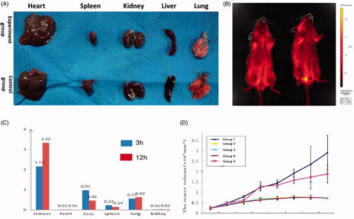 Figure 7. (A) The gross anatomical comparison of animal organs in two groups. (B) Fluorescent images of mice treated with FITC-loaded MIC-NPs. (C) Distribution of fluorescence intensity in tumor and organs in mice. (D) Tumor volume comparison between five groups (group 1: saline (NS); group 2: MIC-NPs (250 mg/kg) and NS; group 3: MIC-NPs (500 mg/kg) and NS; group 4: MIC-NPs (1000 mg/kg) and NS; group 5: 500 μg of interferon). FITC-loaded MIC-NPs: nanoparticles of imidazole and mannose modified carboxymethyl chitosan loaded with FITC.