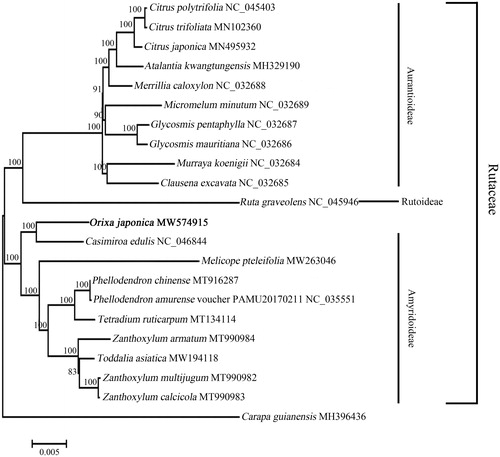 Figure 1. Phylogenetic relationships of Orixa japonica and 20 other species from family Rutaceae. The maximum-likelihood (ML) tree was constructed by MEGA 7 based on Kimura 2-parameter model using the complete chloroplast genomes. Carapa guianensis, which was from family Meliaceae, was selected as the outgroup. Numbers on the nodes represent bootstrap values from 100 replicates. The GenBank accession numbers were listed following the species name.