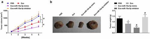 Figure 7. MSC-EV carrying miR-15a-5p weakens tumorigenicity of G-401 cells in vivo. A. Tumor volume change in nude mice; B. Tumors and tumor weight. Measurement data were shown by the mean ± standard deviation, * P < 0.05 vs the PBS group; # P < 0.05 vs the Exo group.