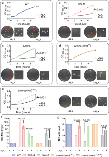 Figure 3. ALA deficiency induces S. Typhimurium SCV phenotype and collateral sensitivity to NIT.