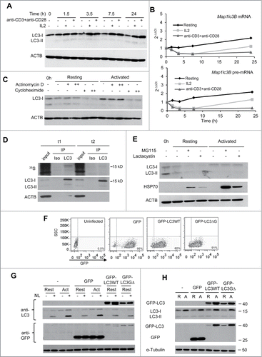 Figure 2 (See previous page). LC3 is post-transcriptionally upregulated following TCR and CD28 engagement in Th1 cells. TH1 cells were incubated with media alone or stimulated with either IL2 or plate-bound anti-CD3 and soluble anti-CD28 antibodies. Cells were harvested at indicated times after stimulation and samples were processed for protein and RNA analysis. (A) LC3 expression was analyzed by immunoblot on whole cell protein extracts and (B) Lc3b mRNA and pre-mRNA were quantified by real-time PCR. Graphs show one representative kinetic of RNA quantification out of 4 independent experiments with similar results analyzing RNA levels at different time points from 30 min to 24 h poststimulation. (C) TH1 cells were left resting or activated with plate-bound anti-CD3 and soluble anti-CD28 antibodies for 8 h. 0.1 µg/mL (+) or 1 µg/mL (++) of actinomycin D; or 10 µg/mL (+) or 100 µg/mL (++) of cycloheximide was added for the last 3 h. Whole protein extracts were analyzed by immunoblot to quantify LC3 expression. ACTB was used as loading control. (D) TH1 cells were activated with plate-bound anti-CD3 and soluble anti-CD28 antibodies in media without Met or Cys supplemented with 35S-Met+Cys. After 3.5 h of labeling, protein extracts were obtained from half of the cell in the culture (t1). Excess of cold Met+Cys were added to the remaining cells for 3.5 additional h (t2). Both protein extracts were immunoprecipitated (IP) with anti-LC3 antibody (LC3) or isotype control (Iso). Ten µg of input and the IP products were separated by SDS-PAGE and transferred to nitrocellulose membrane. 35S incorporation into proteins was measure by autoradiography (upper panel) and the same membrane was then immunoblotted for LC3 and ACTB (lower panels). (E) TH1 cells were incubated in media alone or activated with plate-bound anti-CD3 and soluble anti-CD28 antibodies for 7 h. Proteasome inhibitors (MG-115 10 µM or lactacystin 5 µM) were added for the last 4 h. Whole cell lysates were analyzed by immunoblot for the indicated proteins. HSP70 accumulation in the presence of proteasome inhibitors was used as a positive control. (F and G) TH1 cells were left uninfected (-) or transduced using lentiviruses containing either GFP alone or GFP-LC3 (wt or G∆) and sorted for GFP-positive cells. TH1 were then left resting or activated for 16 to 18 h, NL was added for the last 3 h. Transduction efficiency (percentage of GFP+ cells) was evaluated by FACS and expression of GFP-LC3 and autophagy flux were analyzed by immunoblot. (H) TH1 cells were obtained as described in (F), and left resting (R) or activated (A) for 16 to 18 h. Expression of endogenous and exogenous LC3 was followed using anti-LC3 and anti-GFP antibodies. TUBA/αTubulin was used as loading control in F and G because ACTB band overlapped with the size of GFP-LC3. Each blot from this figure is representative of at least 3 independent experiments.