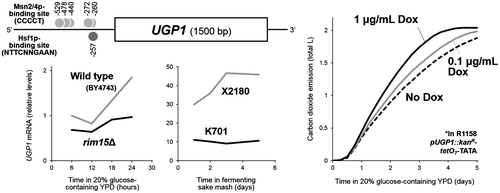 Fig. 5. The induction of UGP1 expression mediates the effect of Rim15p activation on alcoholic fermentation.