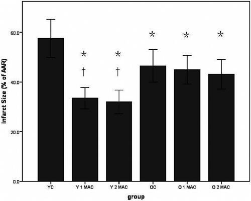 Figure 2. Histogram of myocardial infarct size expressed as the percentage of the area at risk. Data were shown as mean ± SD (n = 6/group). AAR: area at risk; YC: young control; Y 1 MAC: young 1 MAC sevoflurane postconditioning; Y 2 MAC: young 2 MAC sevoflurane postconditioning; OC: old control; O 1 MAC: old 1 MAC sevoflurane postconditioning; O 2 MAC: old 2 MAC sevoflurane postconditioning; MAC: minimum alveolar concentration. *p < 0.05 vs. YC. †p < 0.05 vs. OC, O 1 MAC or O 2 MAC.