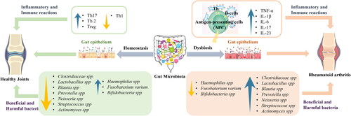 Figure 3. Dysbiosis in the gut microbiome is associated with the initiation and progression of rheumatoid arthritis (RA).