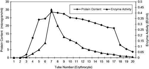 Figure 2. Purification of liver homogenate GR by affinity chromatography and the columns (1.3 × 60 cm2) were eluted by buffer C at pH 7.3. It was buffer at 20 ml/h flow rate for fraction volumes of 6 ml.